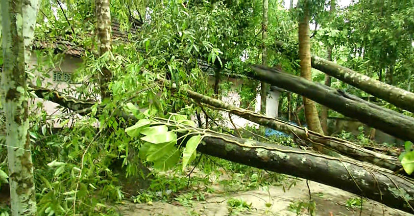treerain-03 treerain-03