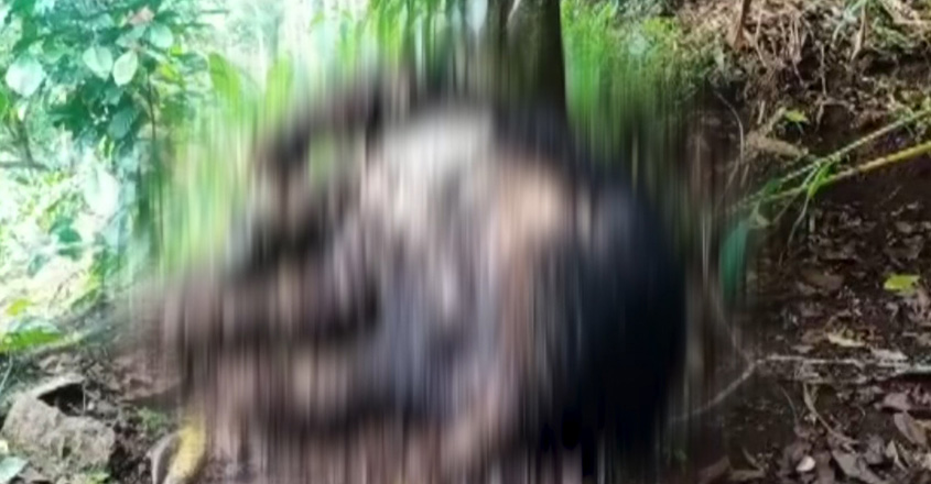 bear-wb bear-wb