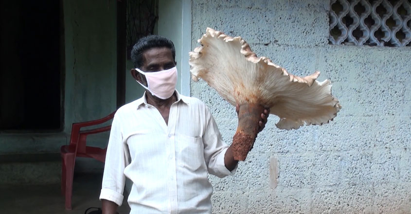 mushroom-02 mushroom-02