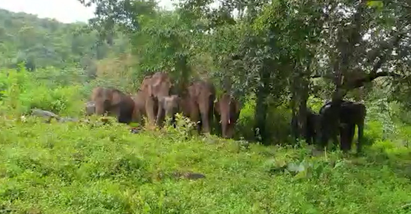 -vazhachalelephant00 -vazhachalelephant00