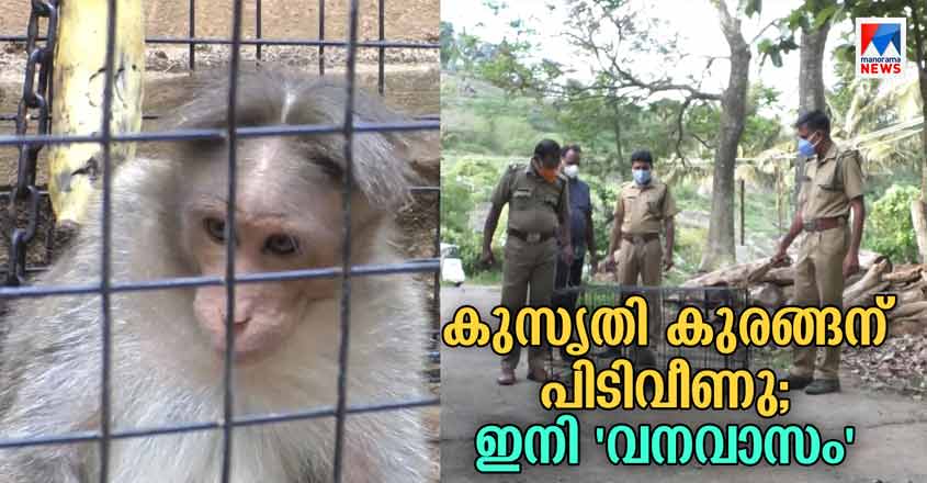 monkey-idukki