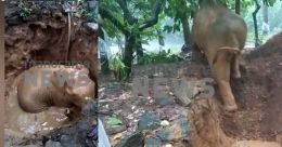 പരിശ്രമം സഫലം; കോതമംഗലത്ത് കിണറ്റിൽ വീണ കാട്ടാനയെ പുറത്തെടുത്തു പരിശ്രമം സഫലം; കോതമംഗലത്ത് കിണറ്റിൽ വീണ കാട്ടാനയെ പുറത്തെടുത്തു