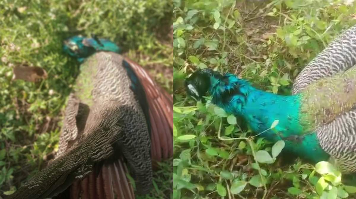peacock-palakkad