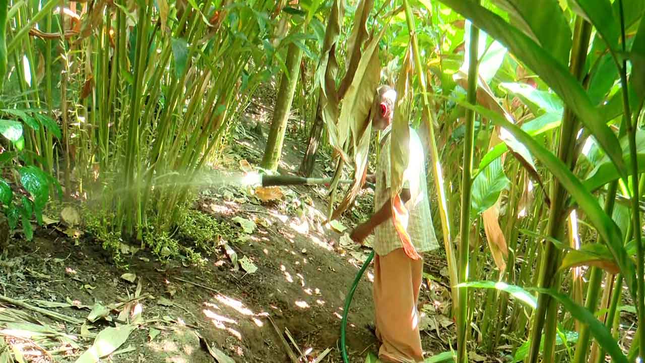 idukki-cardamom-farmers-heatwave-loss