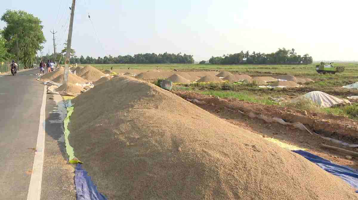 kottayam-paddyfield