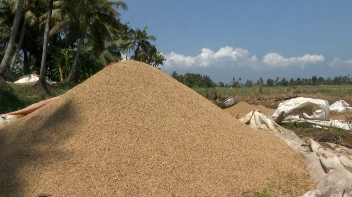 chengalam-paddy