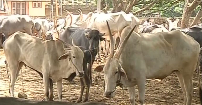 kozhikod-aravushala-t