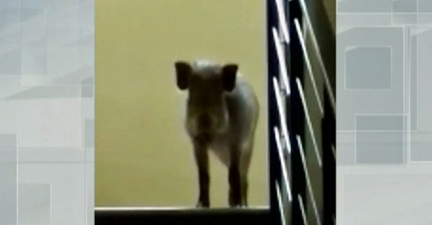 wild-boar-lodge-t wild-boar-lodge-t