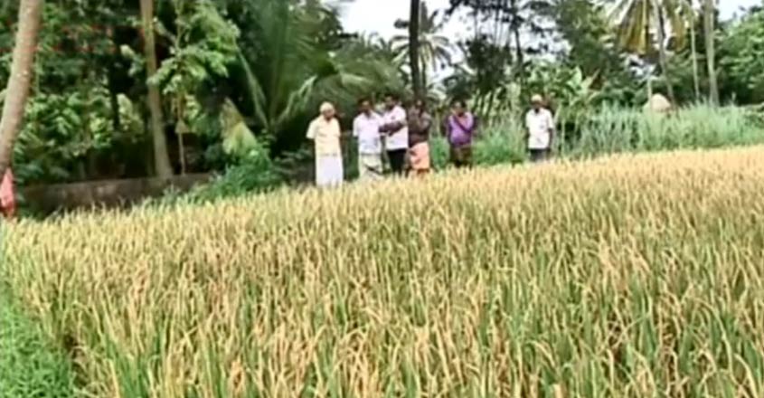palakkad-paddy-t palakkad-paddy-t