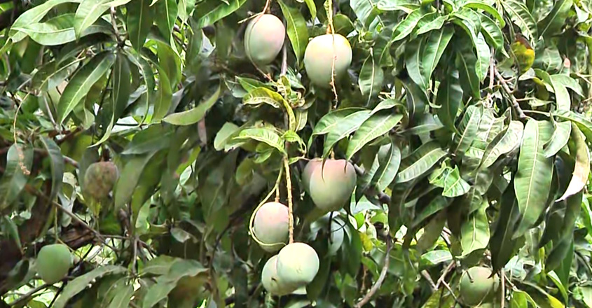 muthalamada-mango-tree