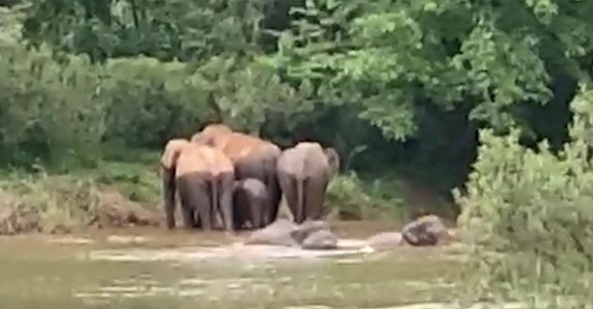 wild-elephent-kasargod