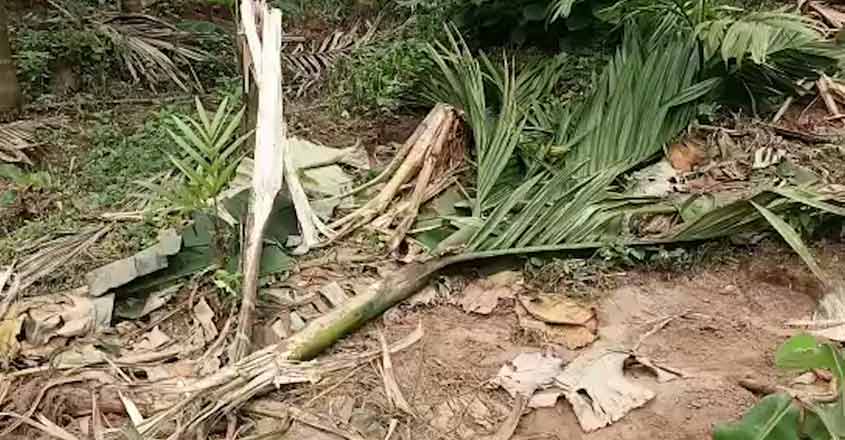 kalladikodu-elephant