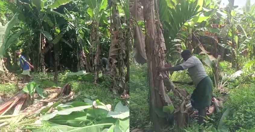 banana-cutting-farmer