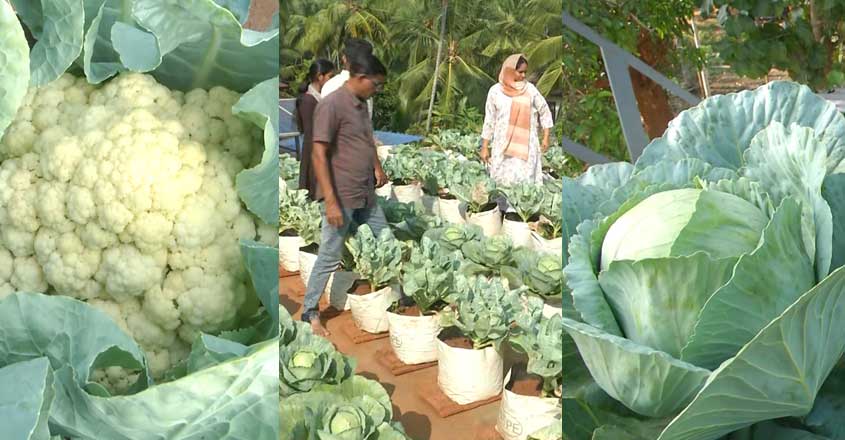 organic-farming-mlp-07 organic-farming-mlp-07