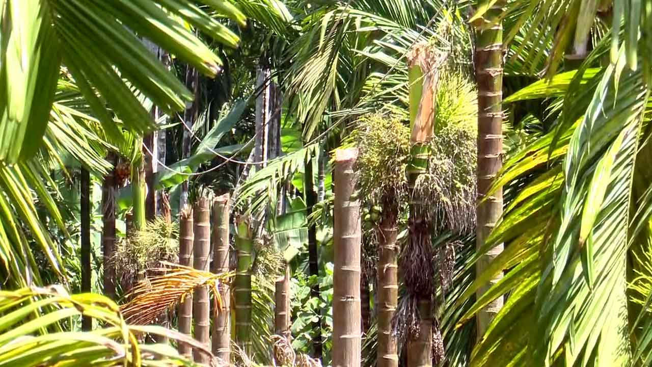 kasaragod-kseb-coconut-tree-cutting-controversy
