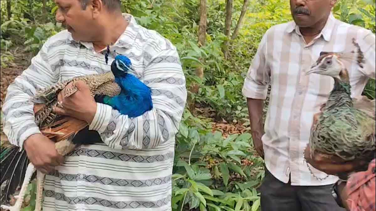 peacockrescue