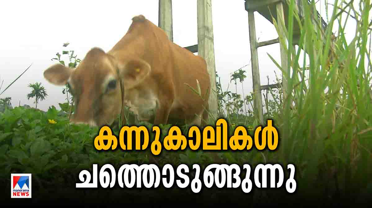 cowdeath