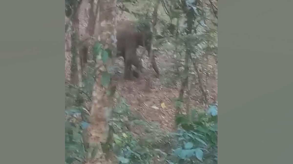 wild-elephant