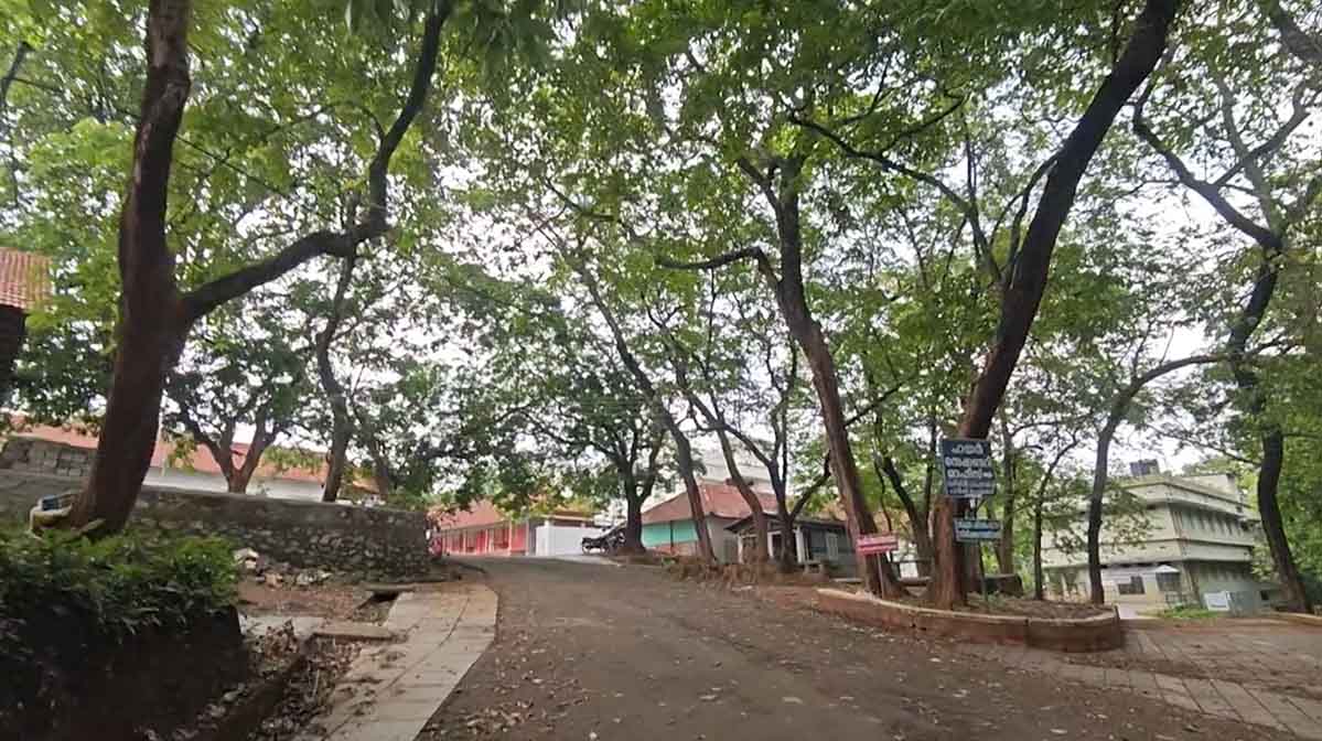treeschool