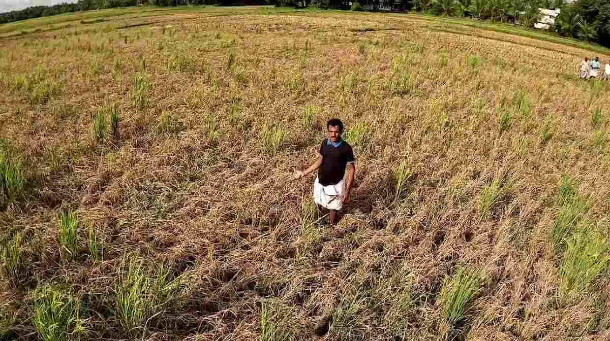 trithala-paddy