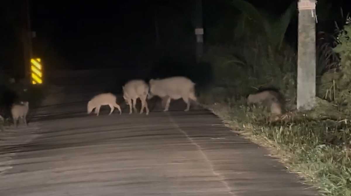 wild-boar-newsupdate
