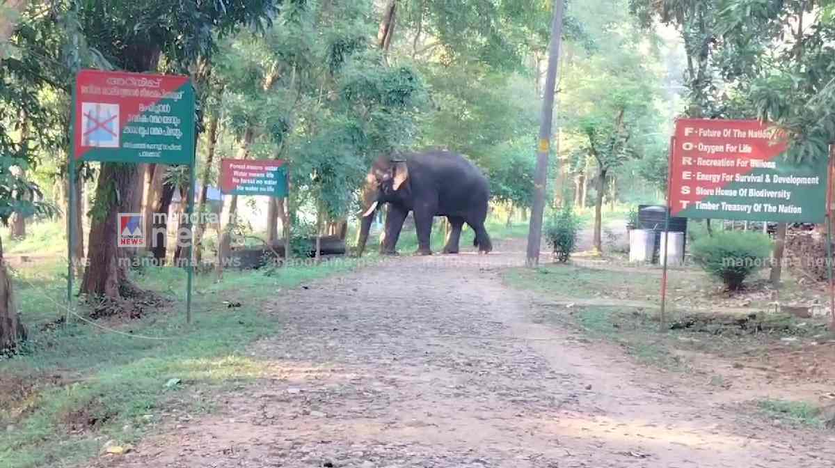 dhoni-elephant