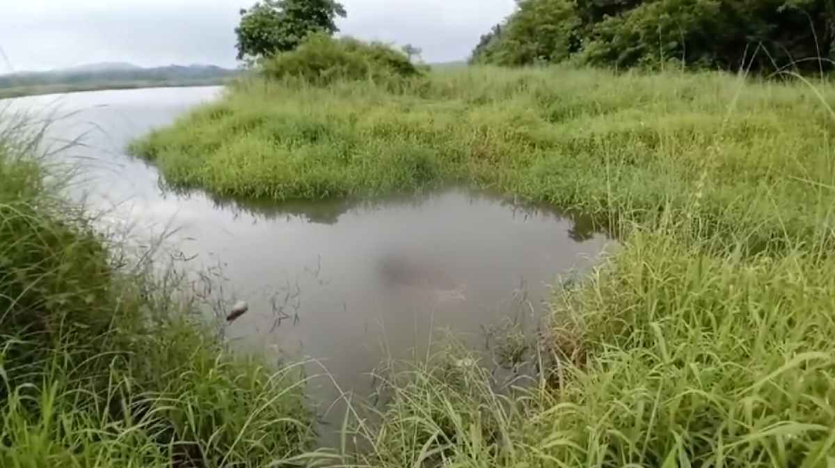 carcasses-of-cow-near-water-reservoir