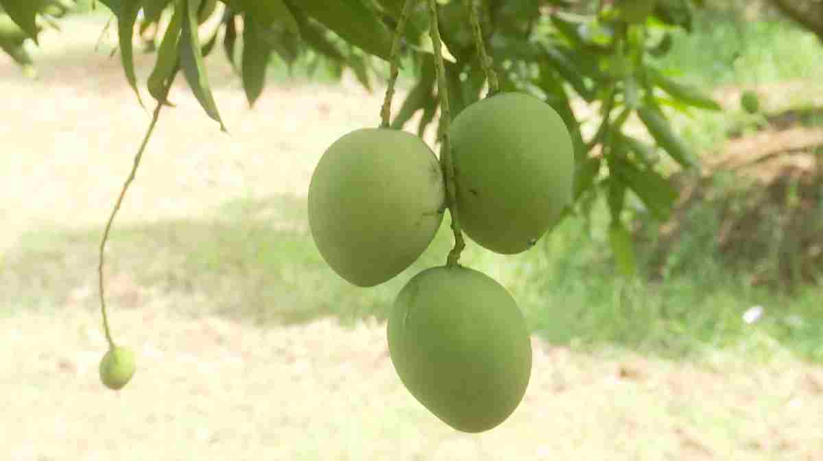 palakkad-mangoes