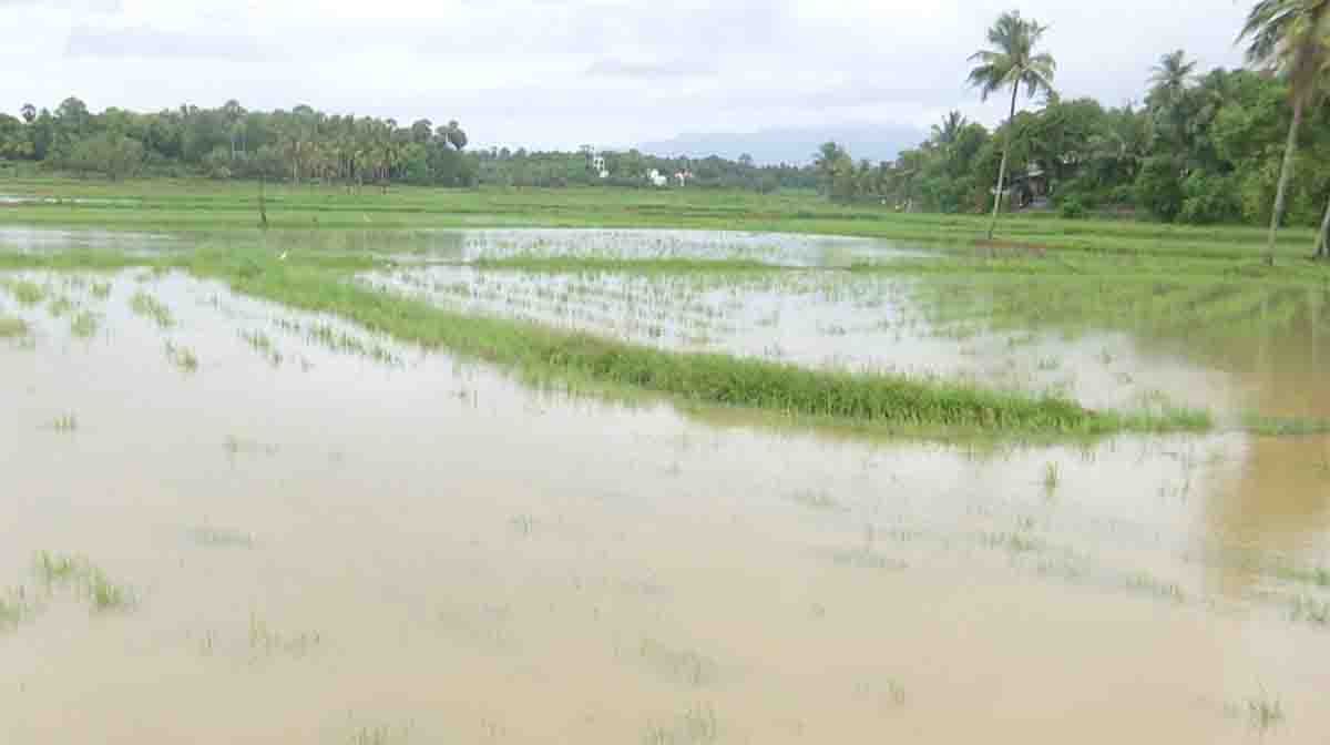 palakkad-paddy