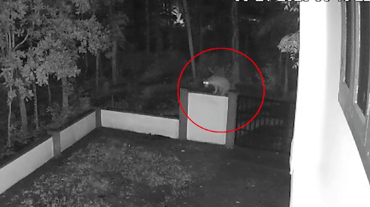 tiger-threat-kabanigiri-wayanad