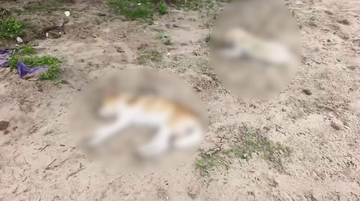 dogs-killed
