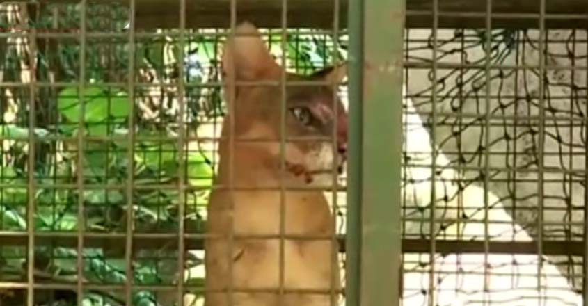 ranni-cat ranni-cat