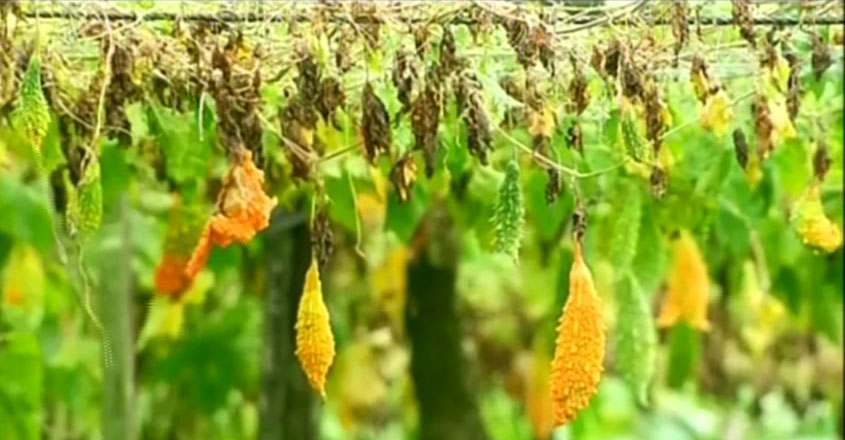 farm-tvm farm-tvm