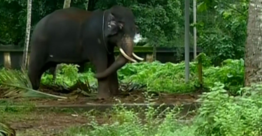 thiruvalla-elephant thiruvalla-elephant