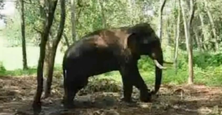 elephant-compalint-t elephant-compalint-t