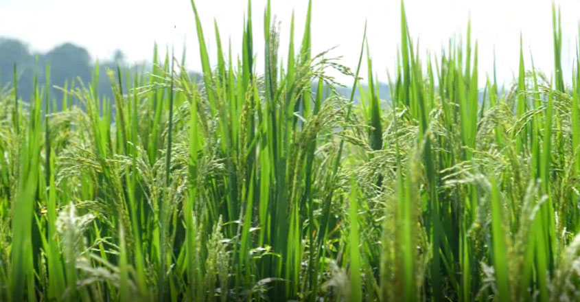 kollam-paddy-field kollam-paddy-field