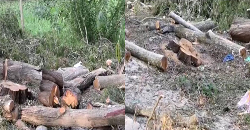 trees-cut trees-cut