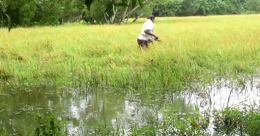 പള്ളിപ്പുറം പാടശേഖരത്തില് മടവീഴ്ച; കൈ മലർത്തി വകുപ്പും പള്ളിപ്പുറം പാടശേഖരത്തില് മടവീഴ്ച; കൈ മലർത്തി വകുപ്പും