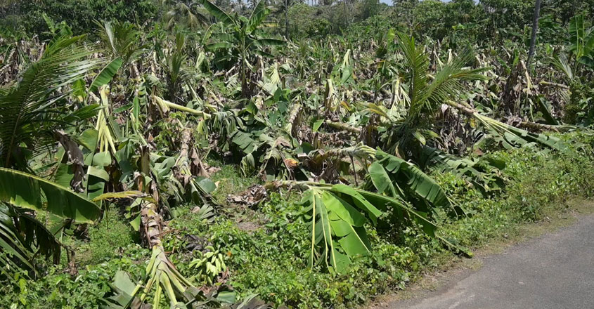maalaloss-01 maalaloss-01