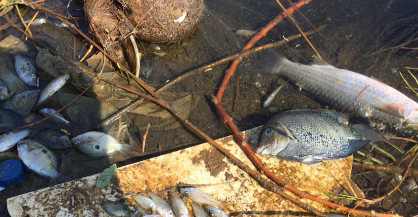 lakefishwb lakefishwb