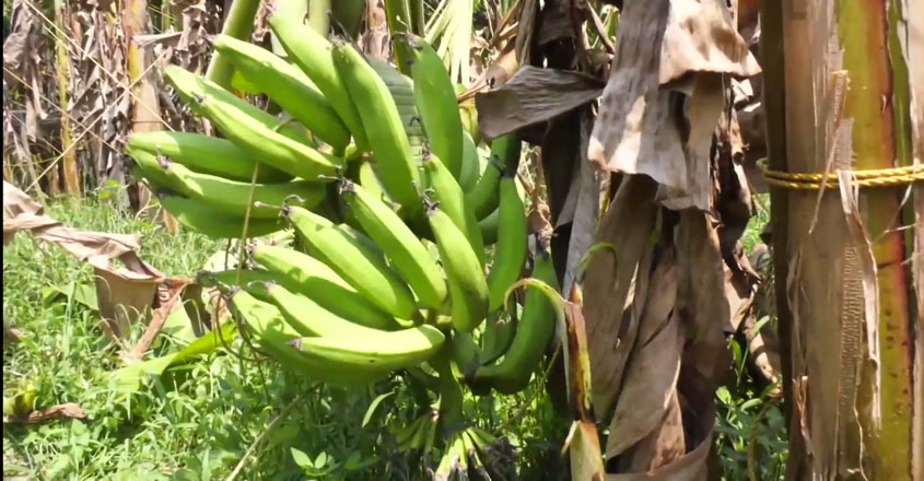 ntrbanana-02 ntrbanana-02