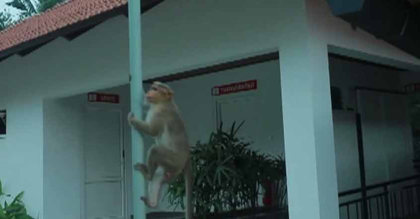 monkeywb monkeywb