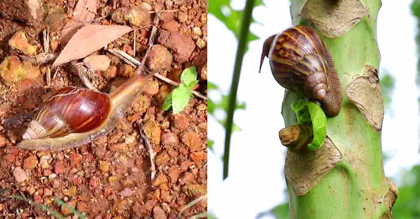 snail-money-kollam snail-money-kollam