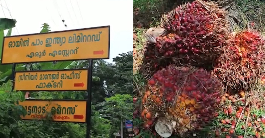 oilpalm-13 oilpalm-13