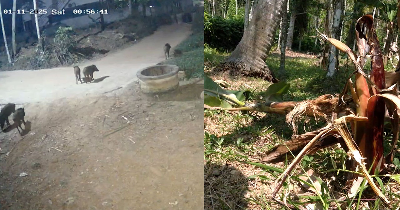 wild-boar-attacks-thiruvananthapuram-action-demand