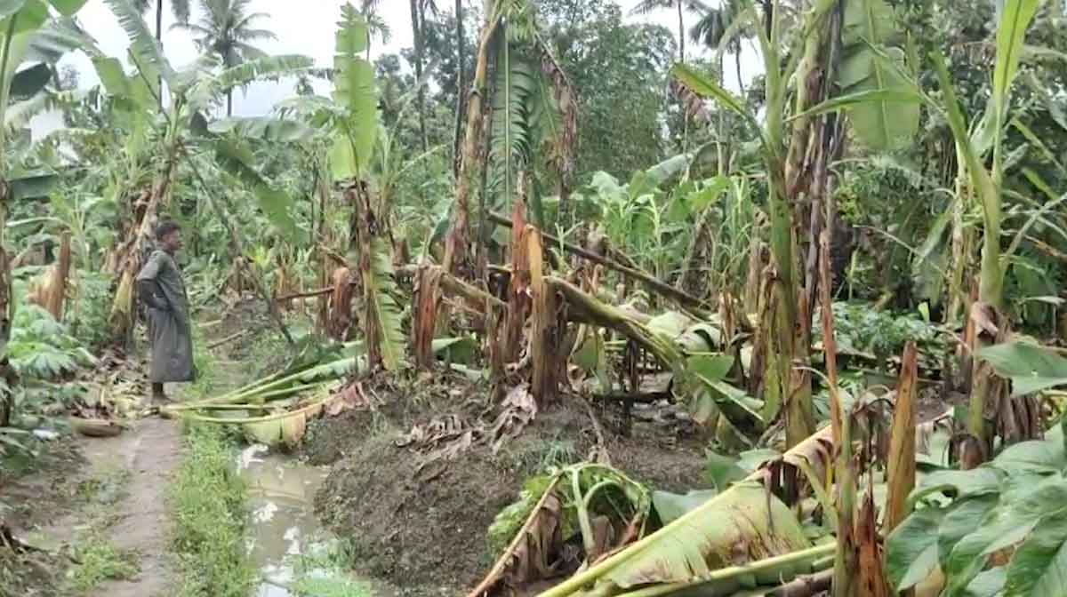 plantain-farmers-kollam