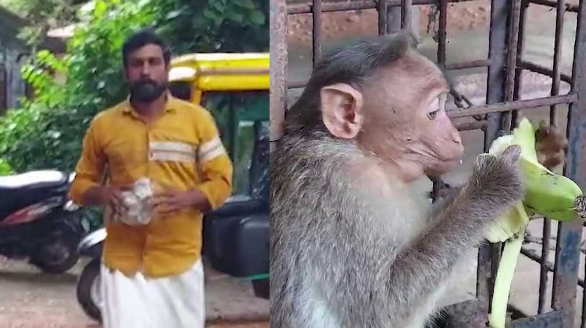monkey