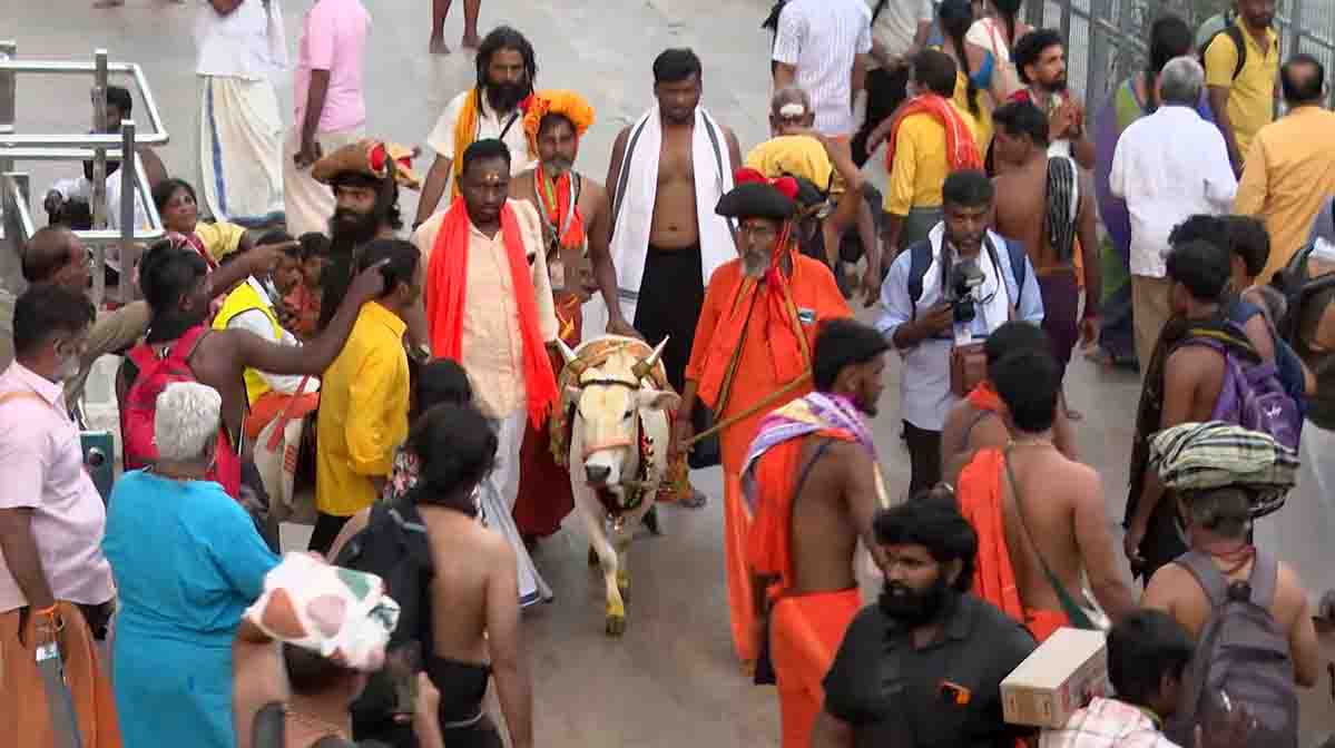 sabari-cow