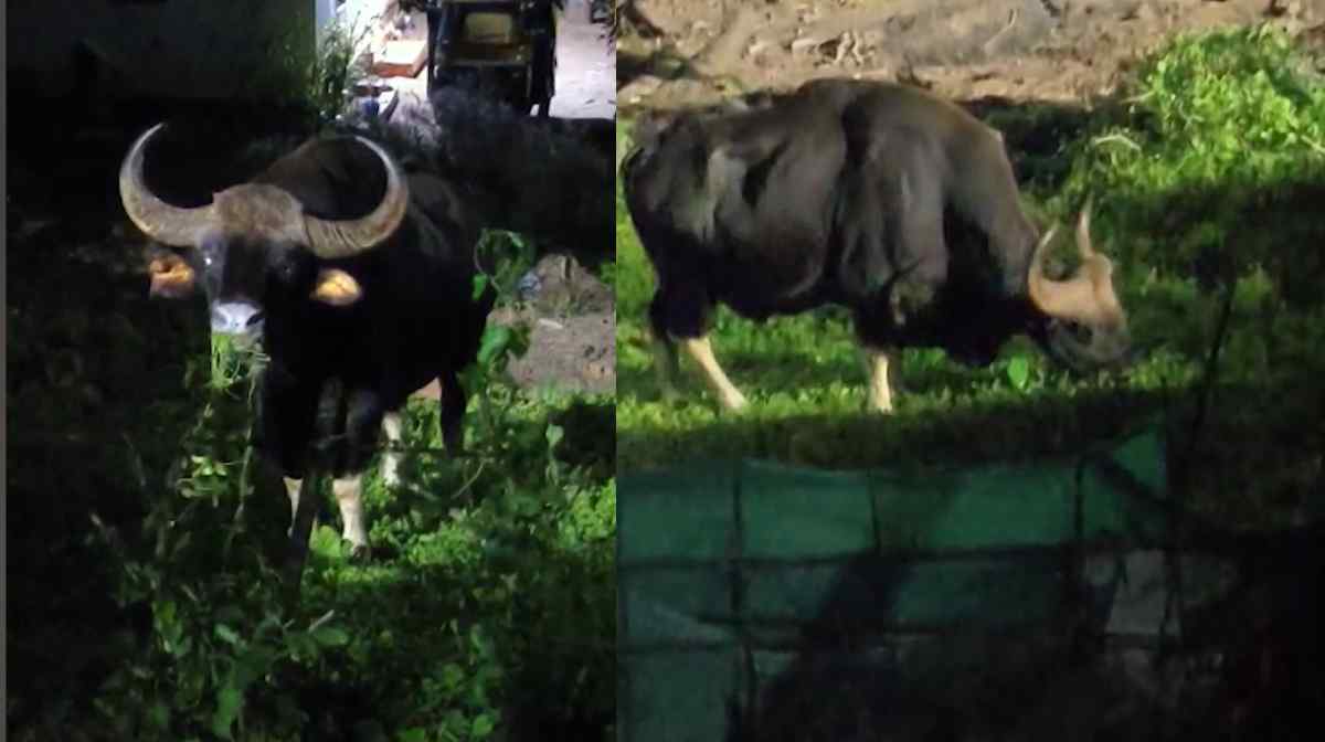 konni-gaur