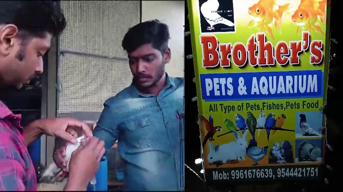 pet-shop